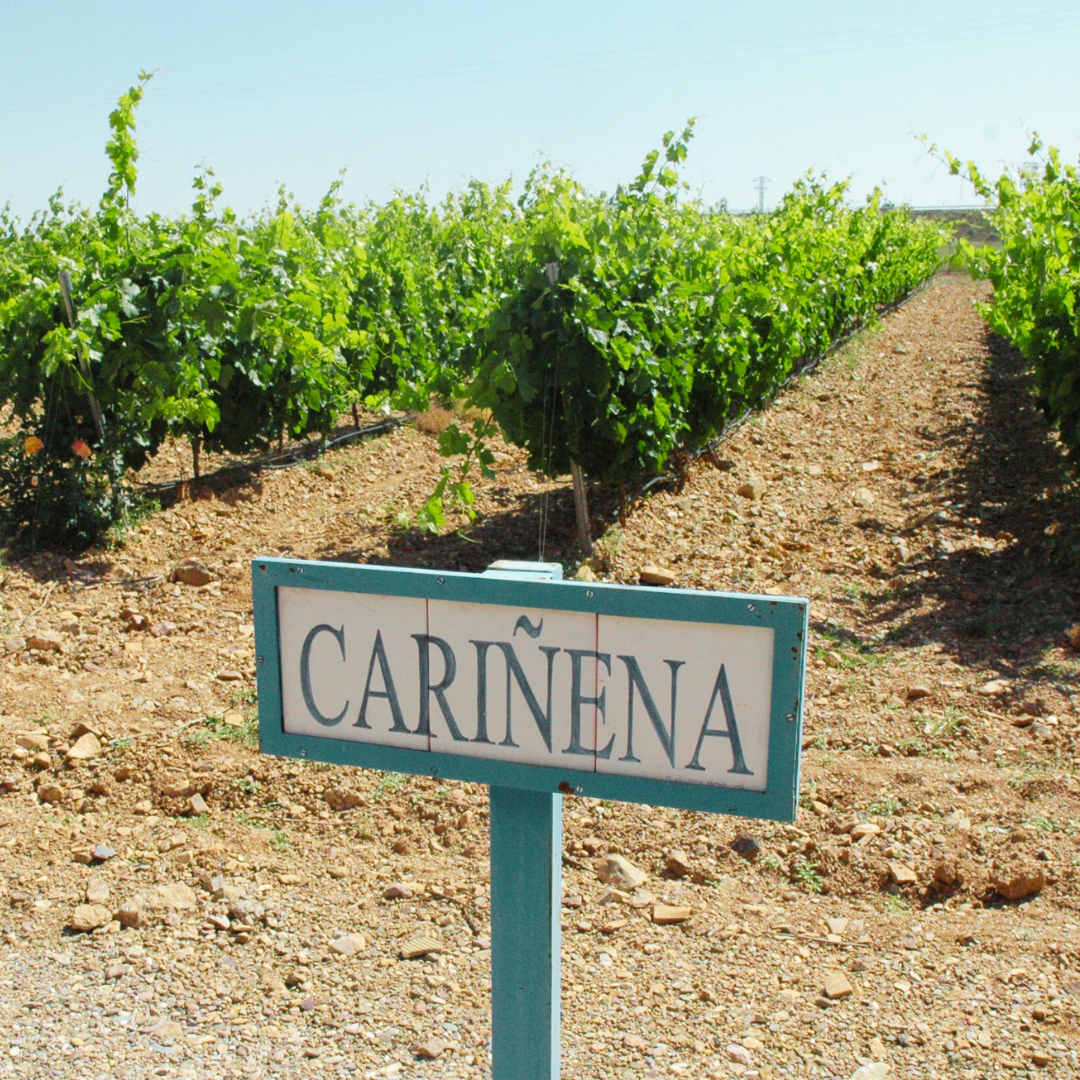 Destination Cariñena, ville européenne du vin et Saragosse, Capitale Mondiale du Grenache